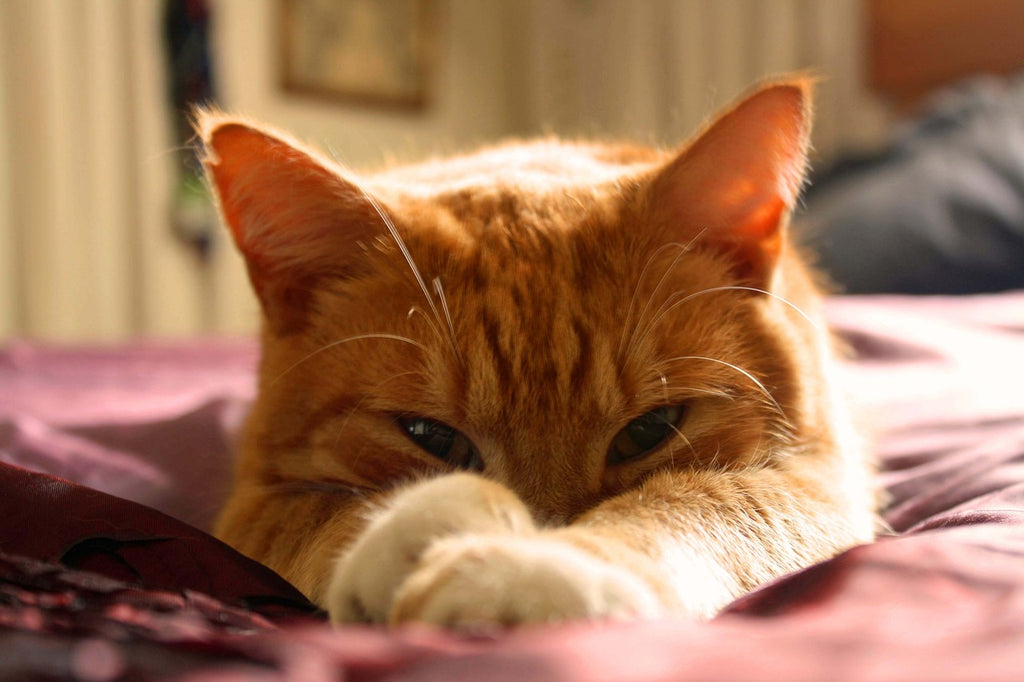 In the Warm Embrace of Gratitude: Celebrating Our Extraordinary Feline Champions