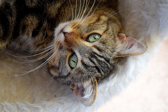 Finding the Perfect Bedding for Your Feline Friend: A Cozy Guide