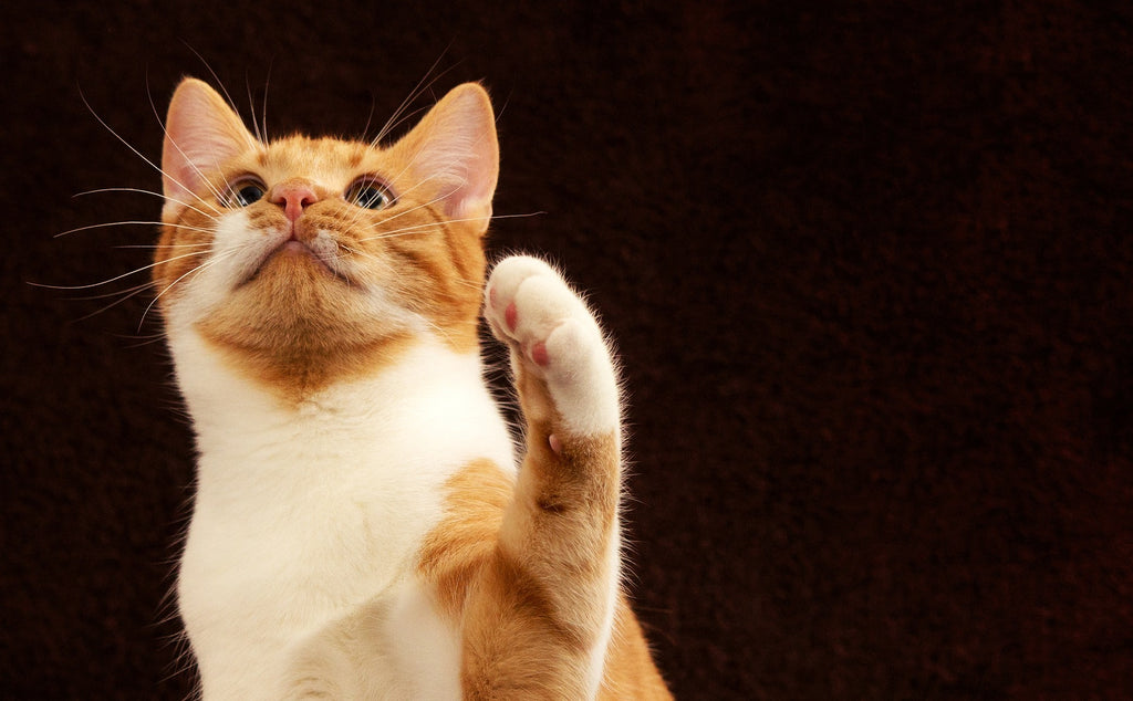Essential Cat Care: Tips for Trimming Your Cat's Nails