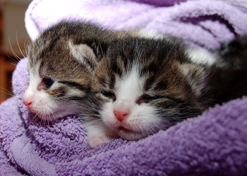 The Importance Of Spaying and Neutering Your Cat
