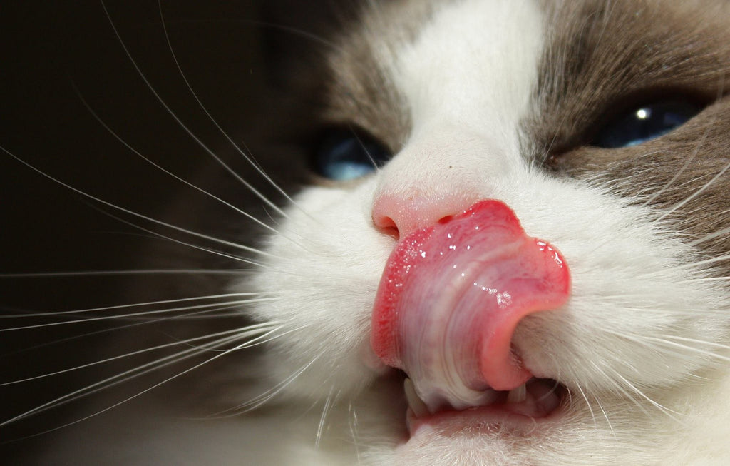Healthy Smiles: A Guide to Taking Care of Your Cat's Teeth