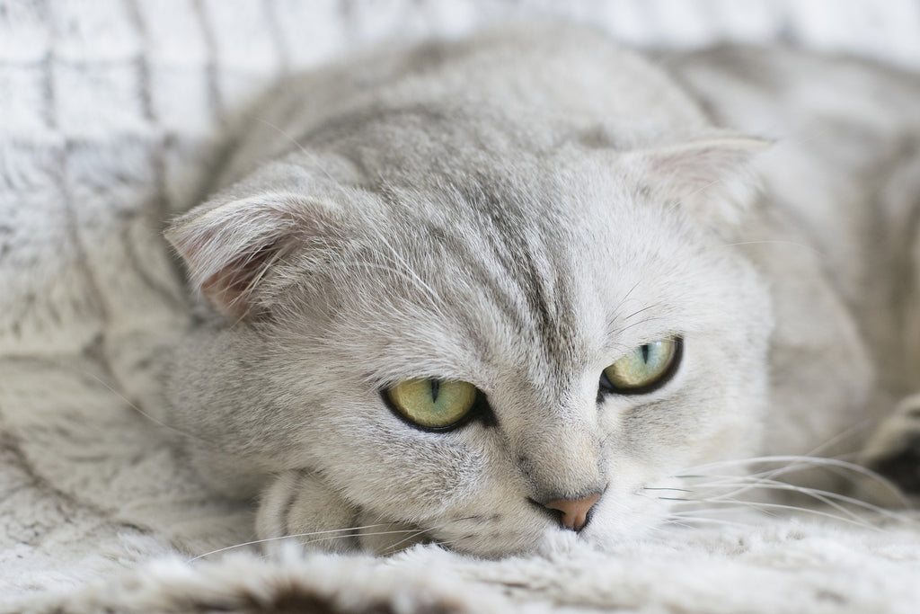 The Benefits Of Cat Grooming And How To Groom Your Cat At Home