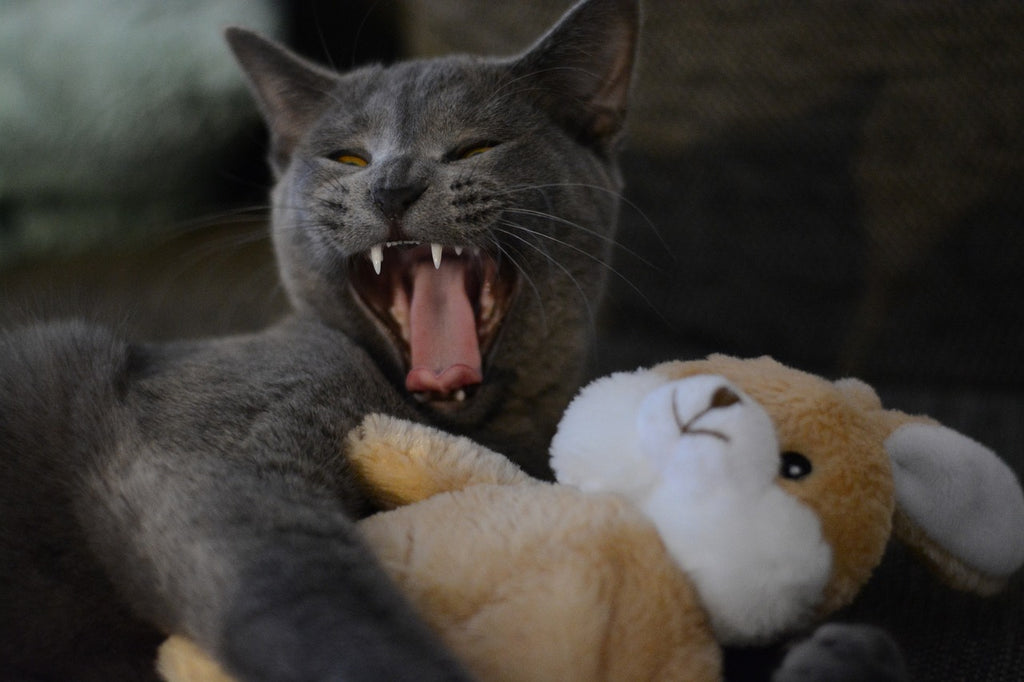 The Midnight Serenade: Why Your Cat Is Crying at Night