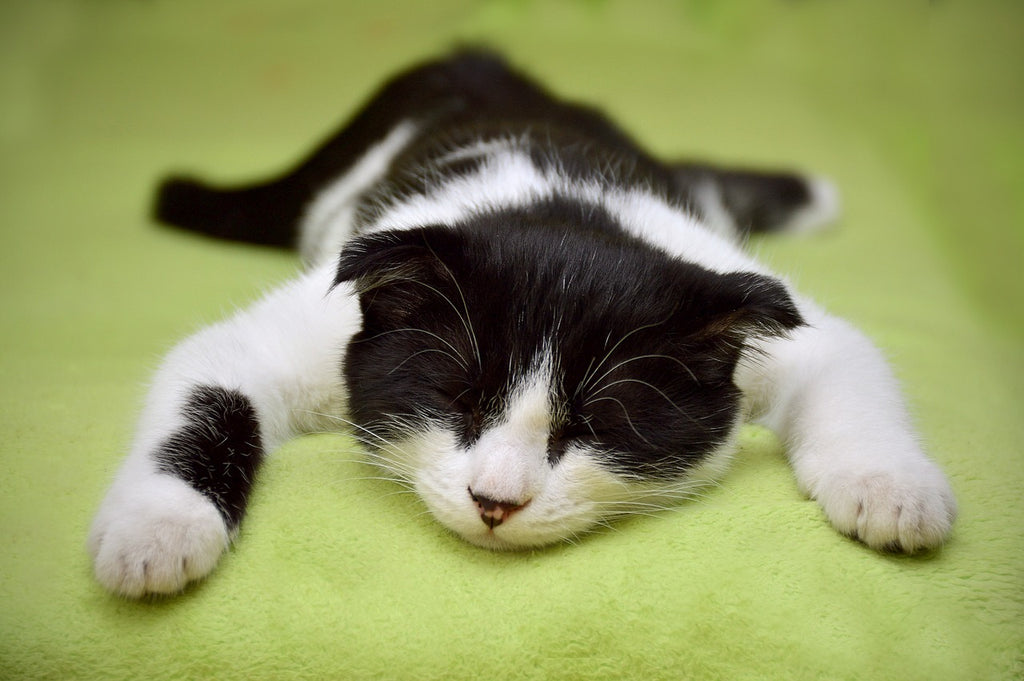 In the Lap of Luxury: Exploring the Enchanting Relationship Between Cats and Laps