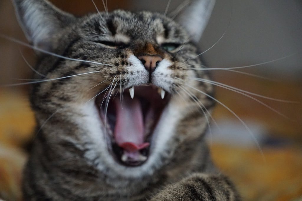 Purrfect Dental Health: The Best Cat Toys for Your Cat's Teeth