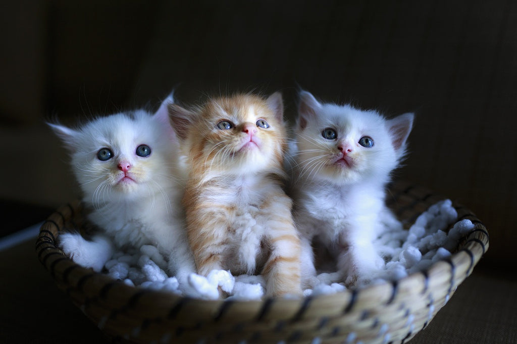Cat Potty Training 101: A Step-by-Step Guide to Success