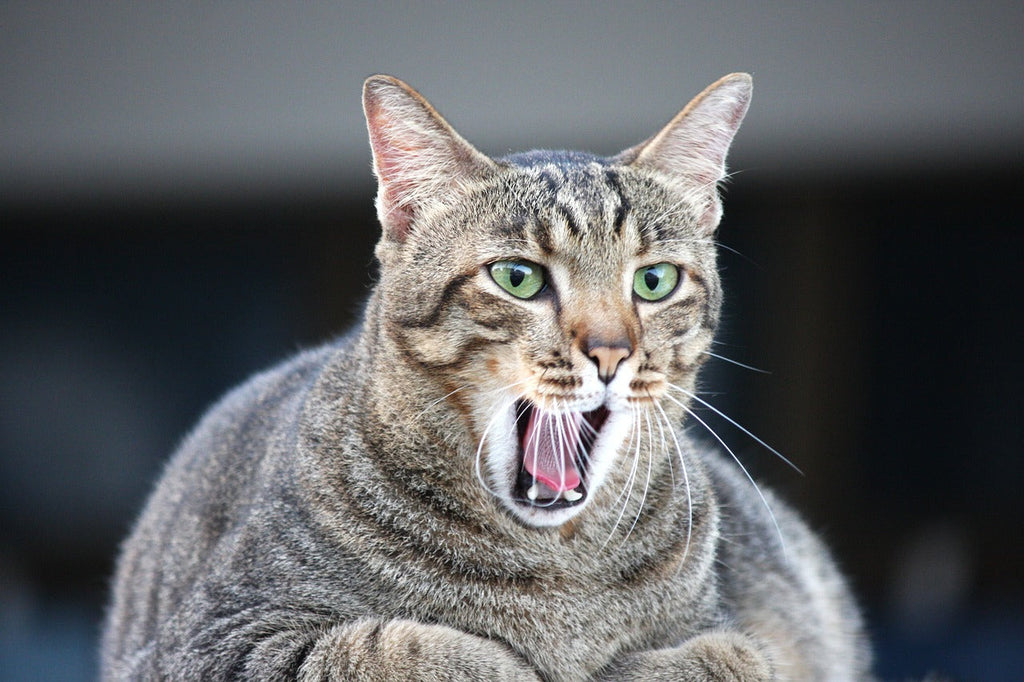 Caring for Your Cat’s Tooth Infection: A Guide from a Fellow Cat Parent