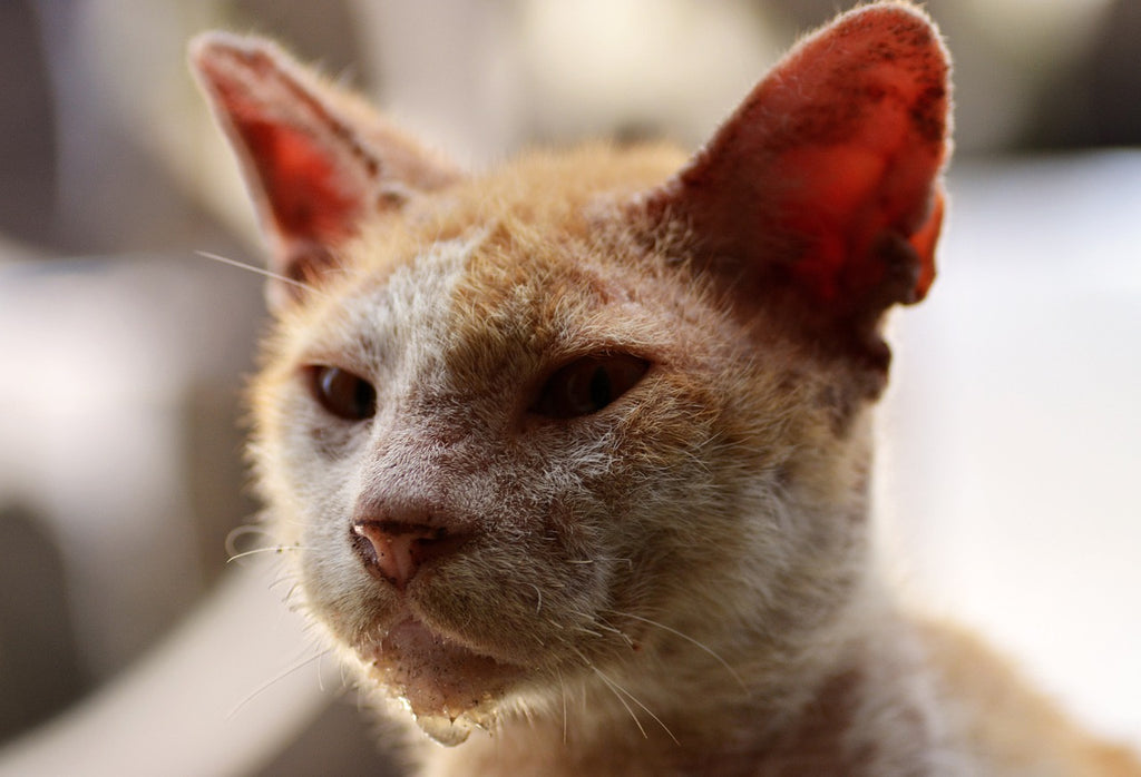 Paws and Claws: Understanding and Addressing Common Cat Infections