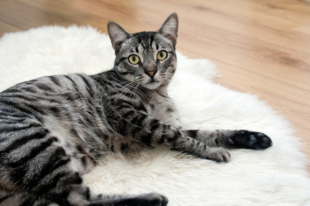 How To Create A Comfortable and Safe Indoor Environment For Your Cat