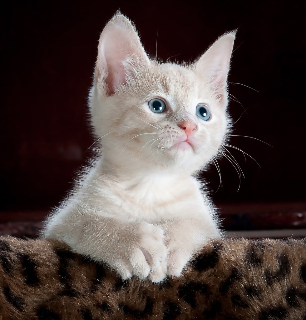The Whisker Chronicles: Decoding the Feline Emotional Spectrum