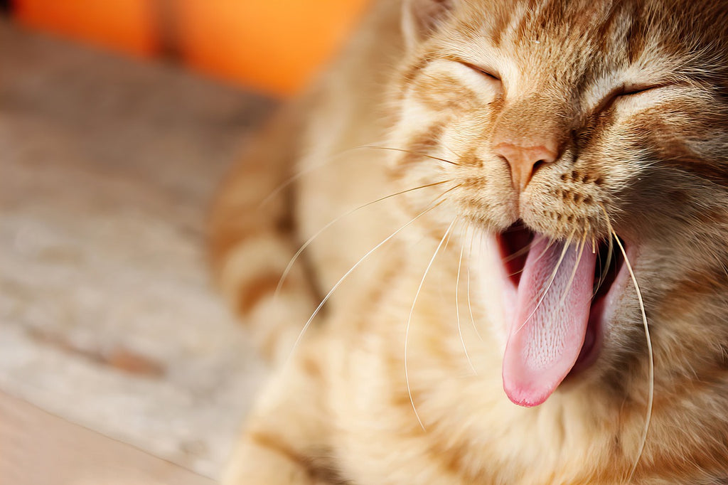 Dealing with the Dilemma: Why Cats Poop Outside the Litter Box