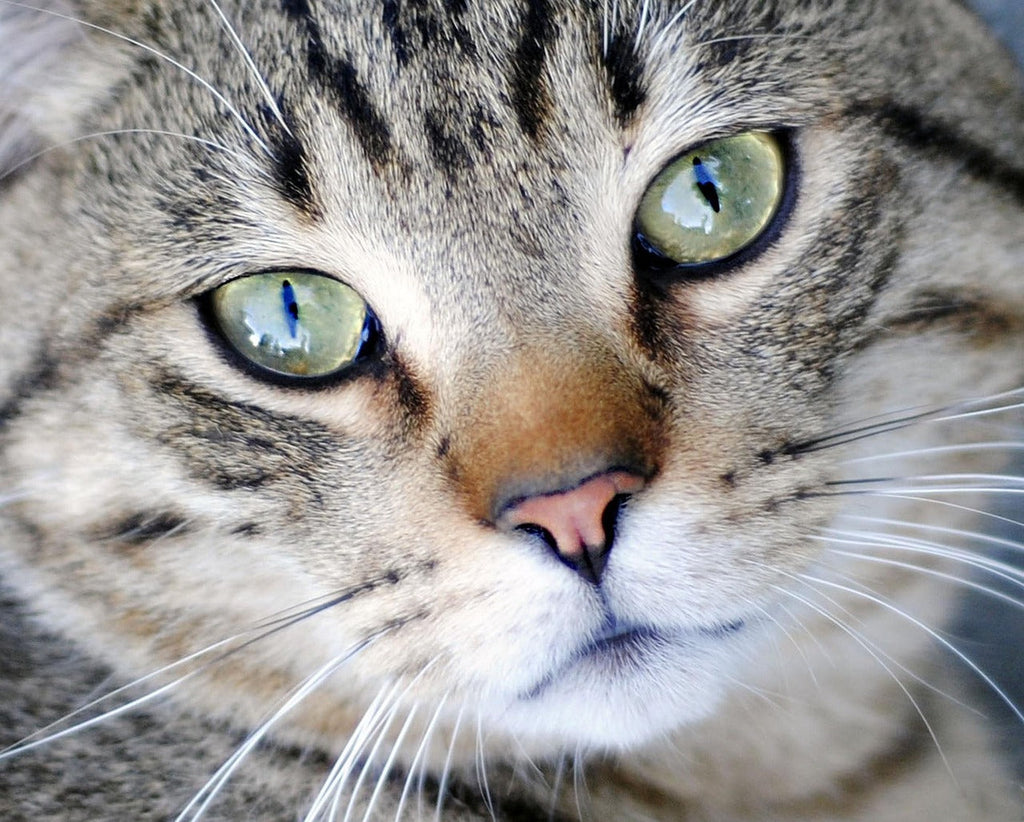 Caring for Your Cat’s Eye Infection: A Guide from a Fellow Cat Parent