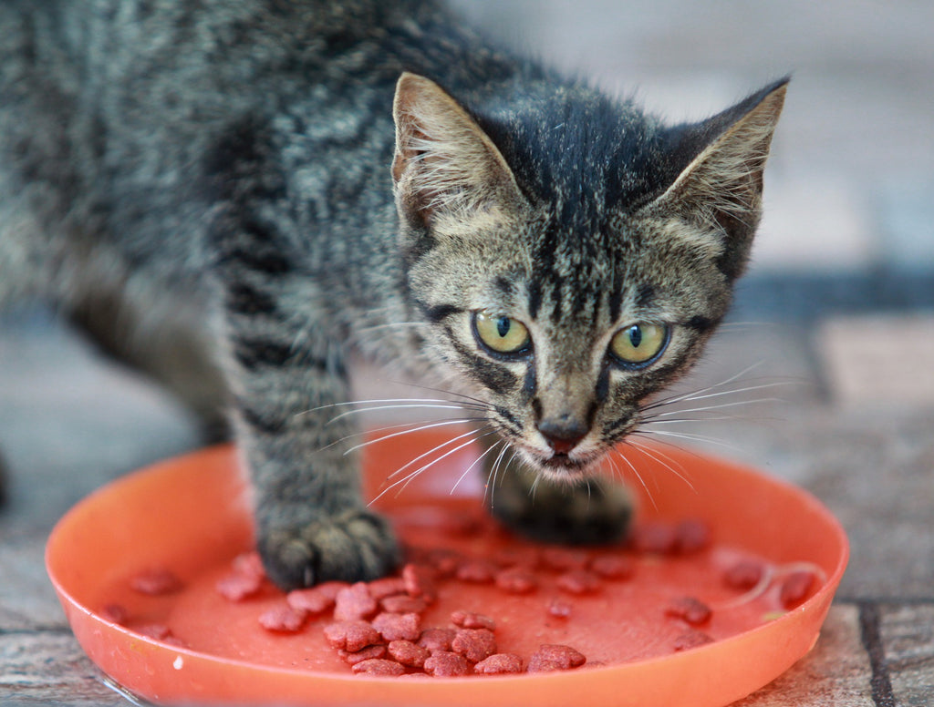 The Best Cat Food Brands and How To Choose A Healthy Diet For Your Feline Friend