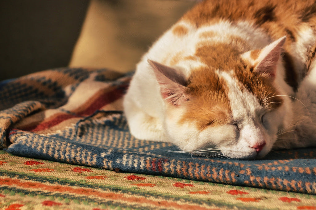 How To Properly Care For A Senior Cat