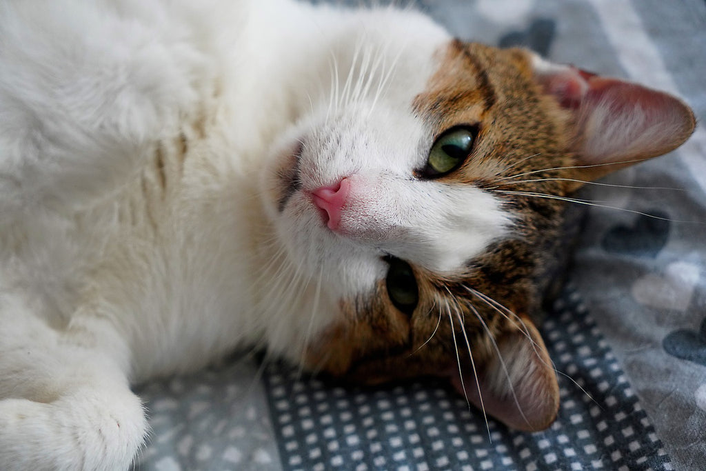 Understanding Cat Sleep Disorders: What You Need to Know