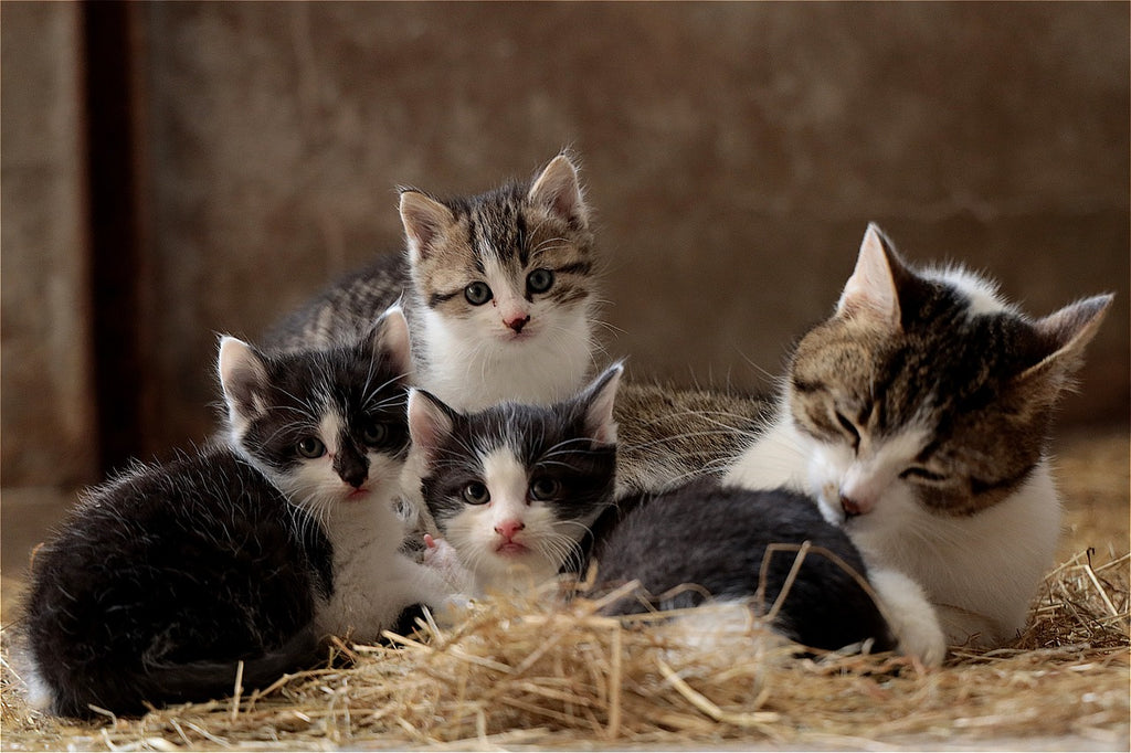 Safeguarding Our Feline Friends: A Comprehensive Guide to Common Cat Diseases and Optimal Health