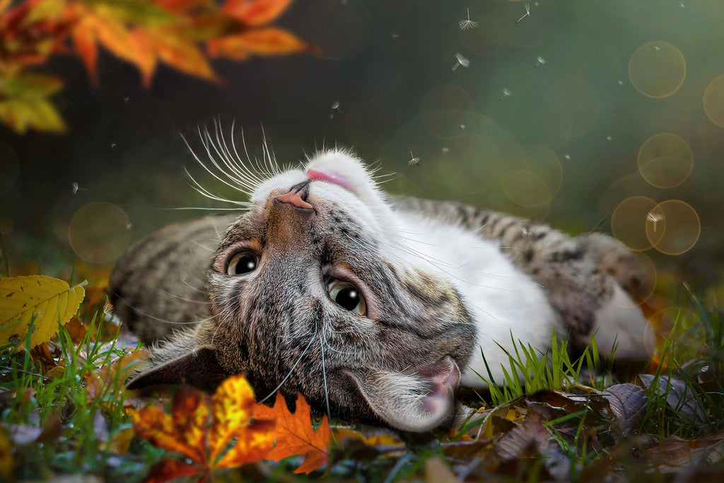 Why Do Cats Smell Good?