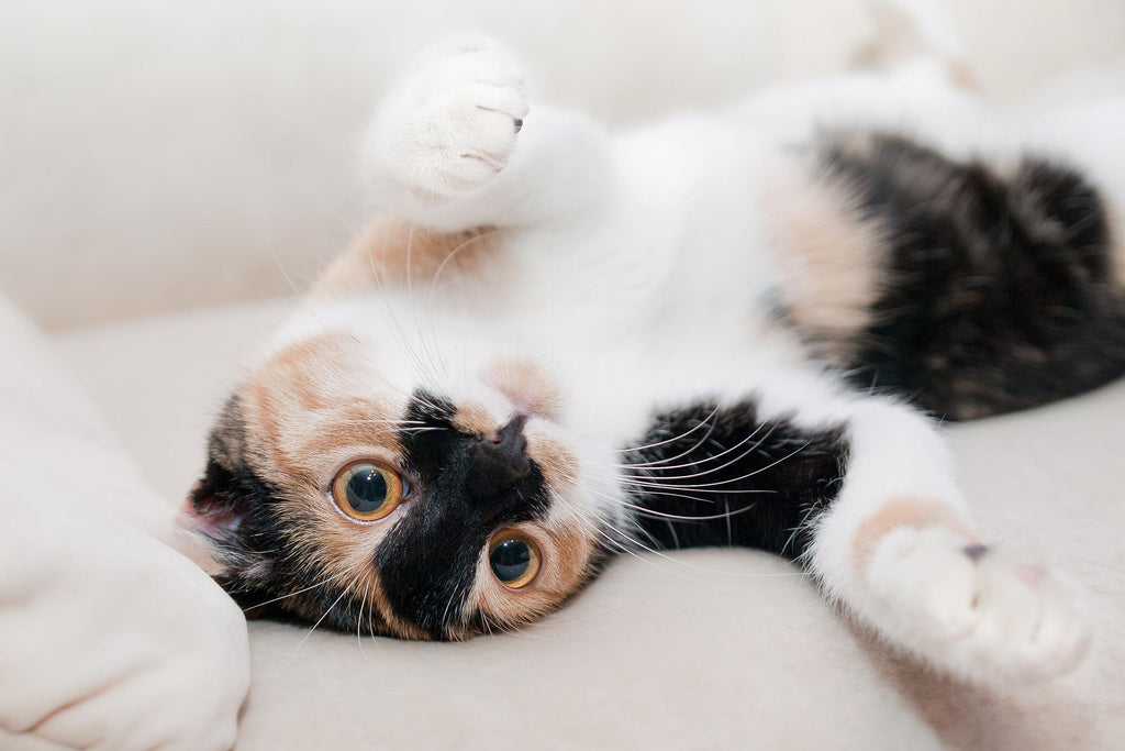 Kneading a Feline