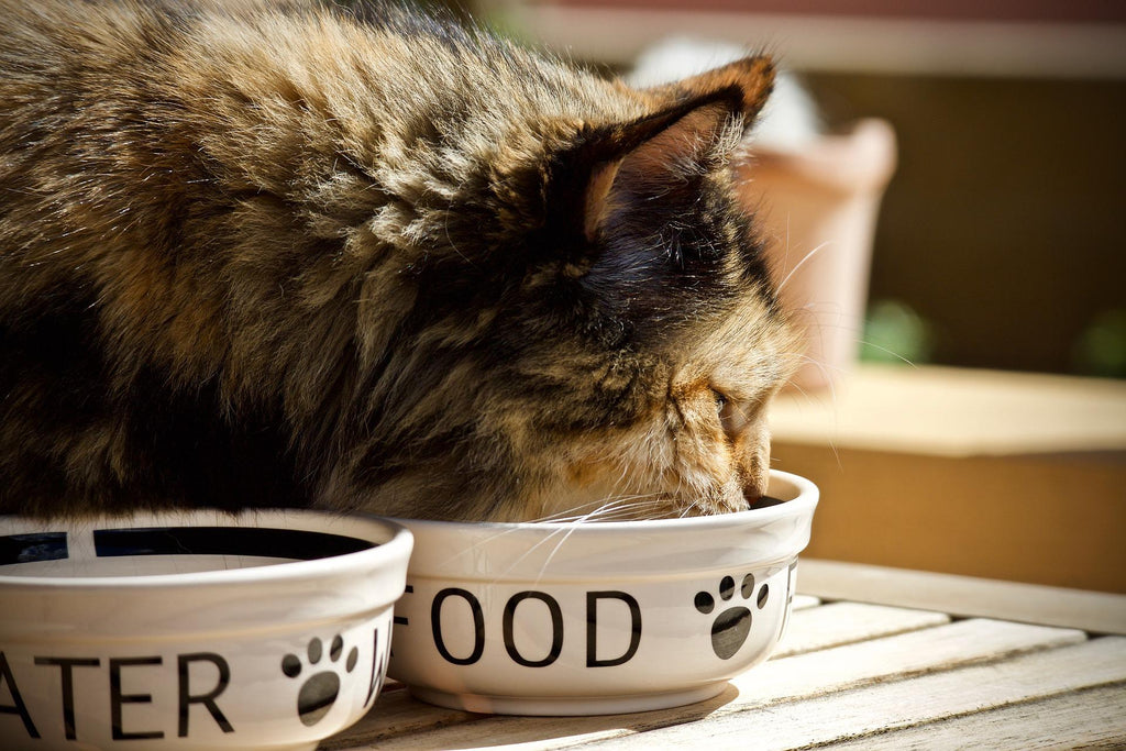 Healthy Foods For Cats