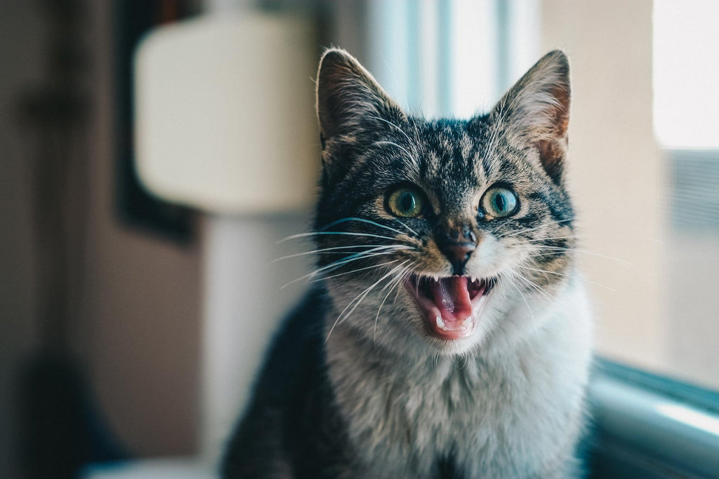 Cat Meowing: Causes and Meaning