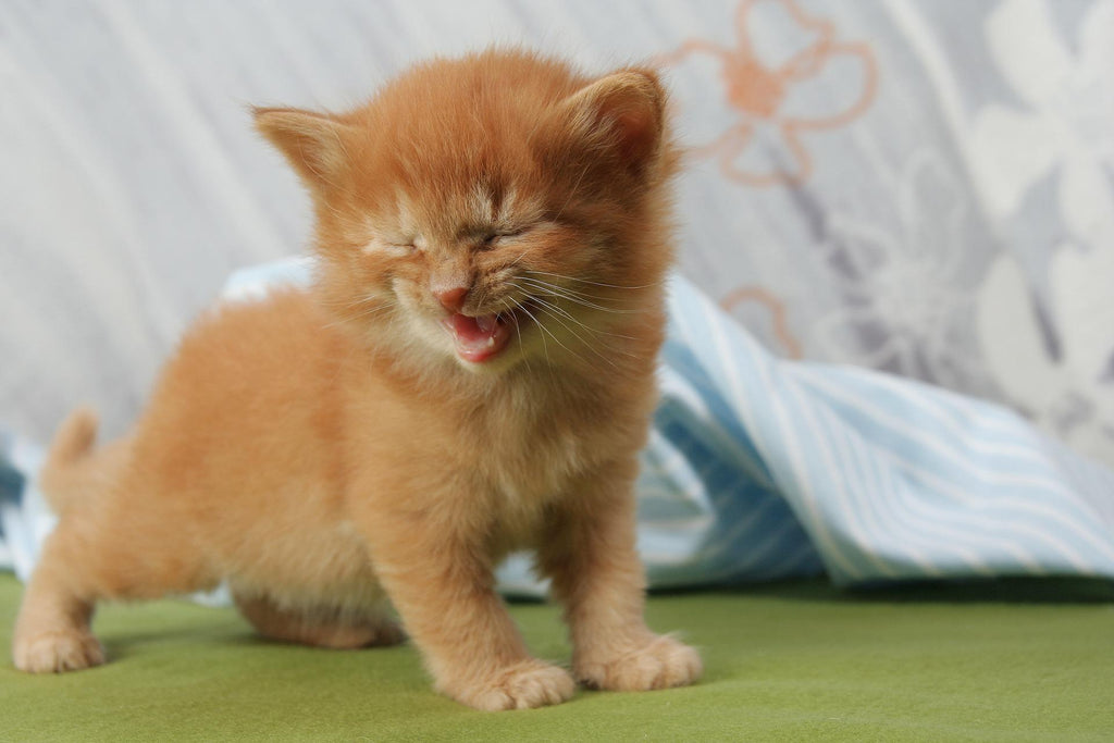 Why Do Cats Sneeze?