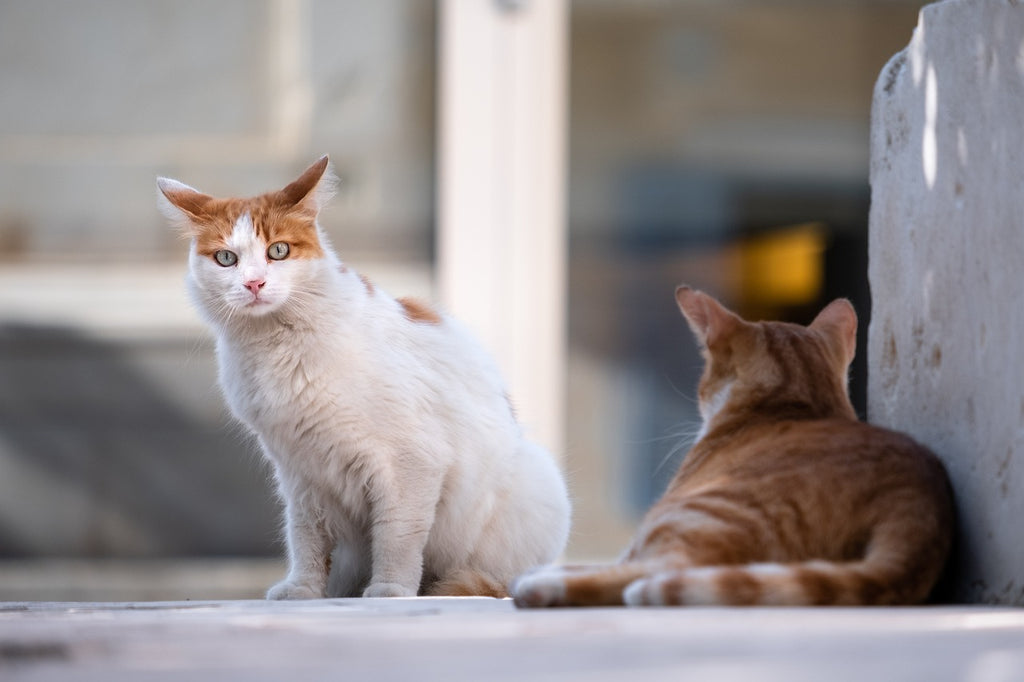 Whiskers and Wooing: Navigating the Intricate World of Cat Mating