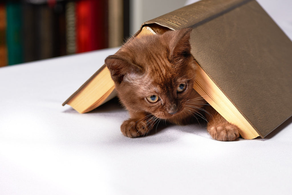 Creating A Comfortable and Safe Indoor Environment For Your Cat
