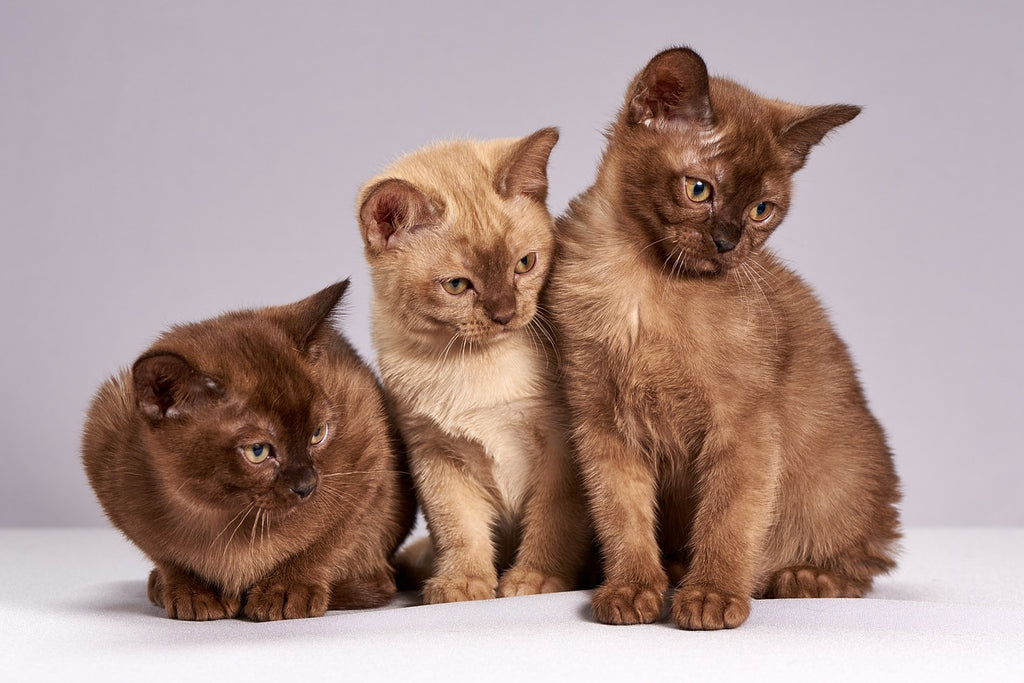 The Scoop on Cat Urine: A Purr-plexing Tale of Health and Behavior