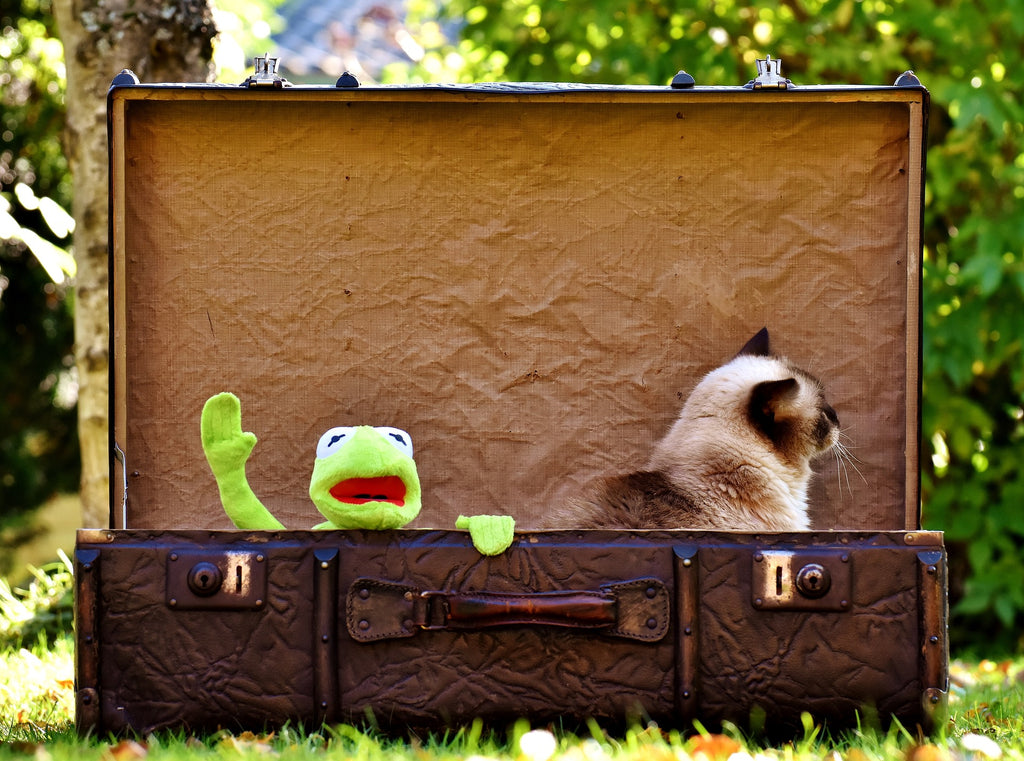 Playtime Purrfection: How to Choose the Right Toys for Your Cat