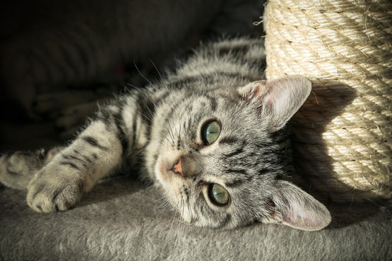 Caring for Your Cat’s Ear Infection: A Personal Guide from One Cat Parent to Another