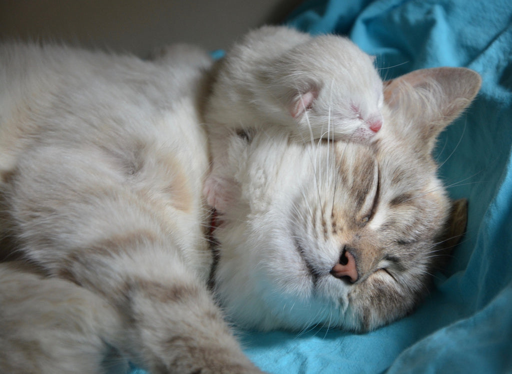 The Benefits Of Cat Therapy and How To Find A Therapy Cat