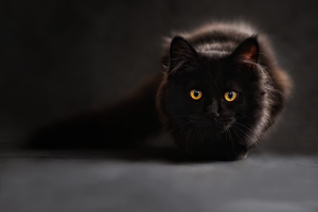 Scent-sational Whiskers: Navigating the World of Cat Smell