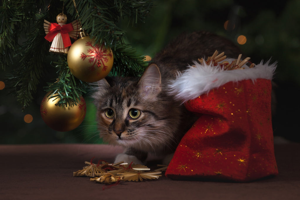 Why Do Cats Bring Us Gifts?