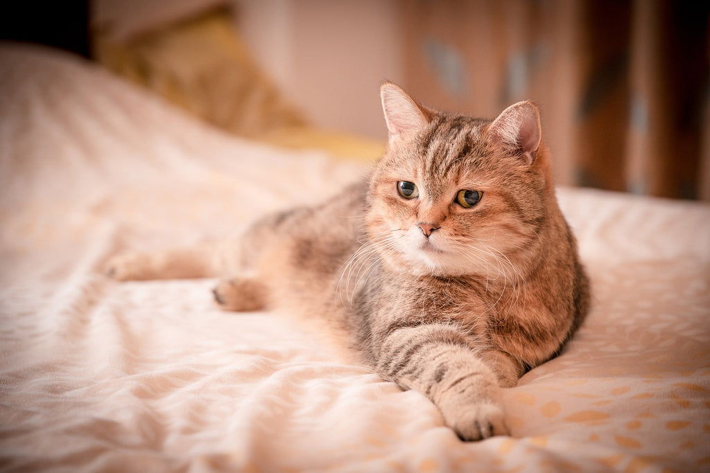 Finding the Perfect Cat Bed: A Cozy Journey for Me and My Furry Friend