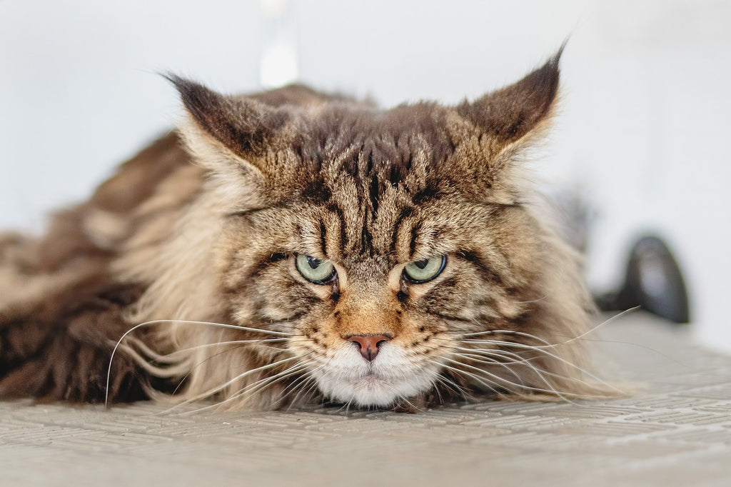 "The Hair Band Predicament: Understanding and Preventing Cats from Swallowing Hair Bands"