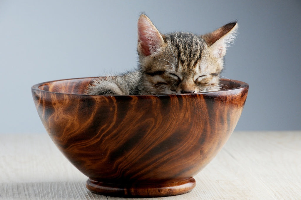Indulging in Culinary Delights: A Comprehensive Exploration of the World of Cat Foods