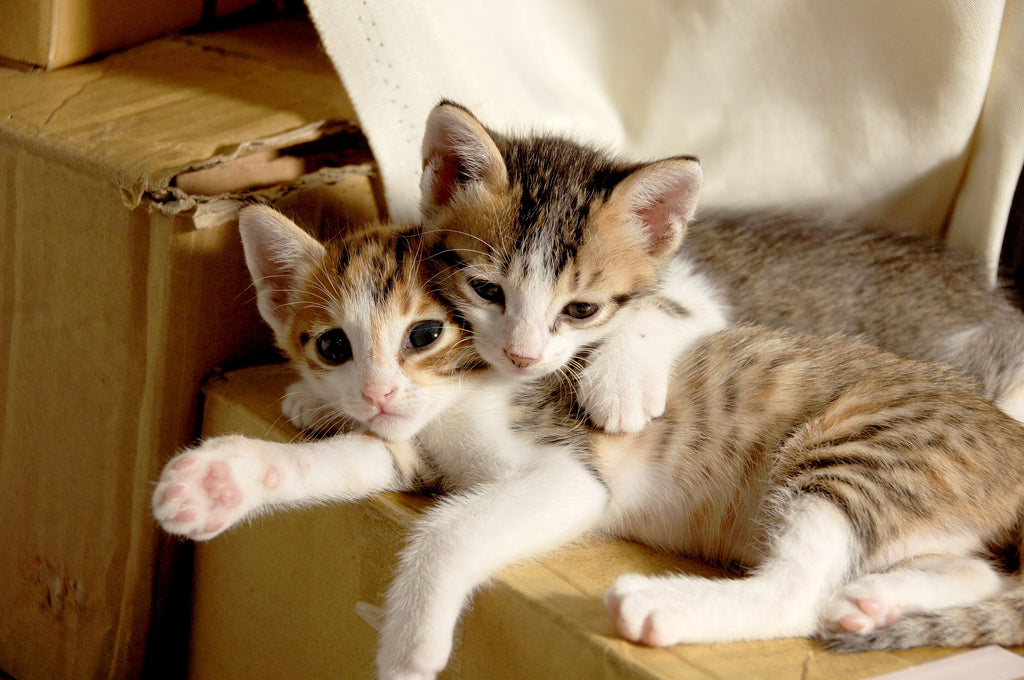 Purrfect Match: How to Choose the Right Cat for Your Household