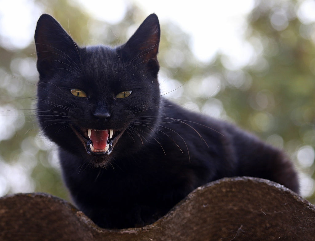 Pearly Whites: A Guide to Cat Teeth Brushing for a Healthier Smile