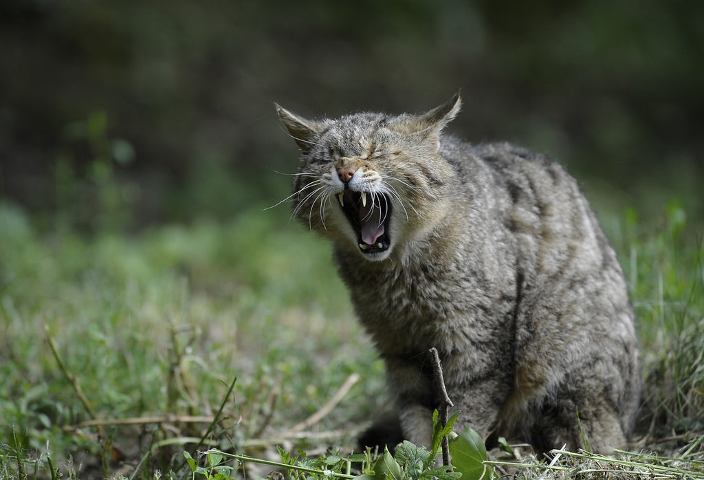 Pesky Fleas: A Guide to Dealing with Cat's Unwelcome Visitors